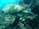 Hawksbill Turtle - Caño Island