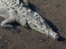 Crocodile