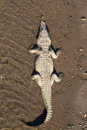 Crocodile