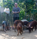 Pig faming in the forest